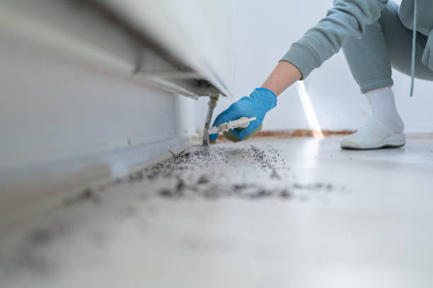 Reliable Kensington, CT Pest Control Solutions